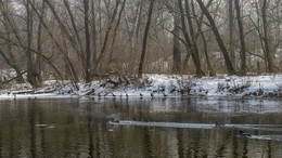 дикие утки / кто плывёт, кто летит а кто наблюдает
