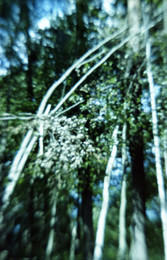  / пленка Agfa-100