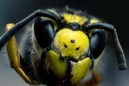 Жёлтый монстр... / Портрет большой жёлтой осы.