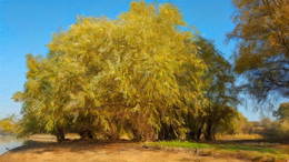 Одинокое дерево / Что может быть лучше живописи? Не знаю как вы, но я получаю бурю положительных эмоций когда обрабатываю свои фото в стиле "oil" или художественной, картинной обработки фотографий. 
Смотрите и наслаждайтесь кубанской приРОДой вместе со мной)
Река Кубань. Краснодар
ph Андрей Володин @id43444602 
www.instagram.com/andreyvolodin.photo 
https://vk.com/volodin_photo