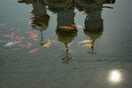 золотые рыбки / в пруду монастыря