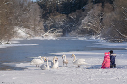 Первое знакомство. / Зимующие дикие лебеди, на местной речке.