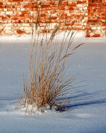 Искристость. / Стена,снег,растение.