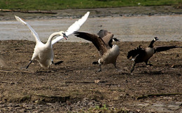 Прочь чужаки / Местные разборки