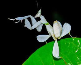 Humenopus coronatus / Humenopus coronatus