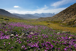 Памирское лето / Памир. Таджикистан
4300м