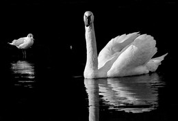 &nbsp; / Две белых птицы