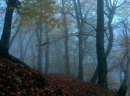 Утром туманным...... / Железноводск. Октябрь