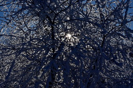 Зима / Дерево в снегу
