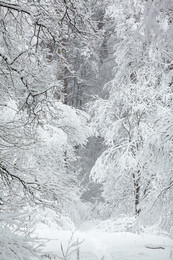 Снегопад в Калужском бору / Снято в калуге