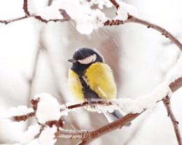 &nbsp; / снег в городе