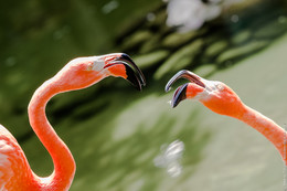 &nbsp; / Flamingos quarrelling