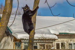 Мартовский кот / Мартовский кот