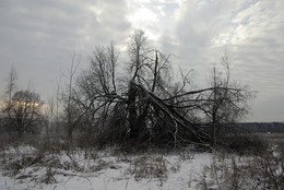 Бурелом / Сломанное дерево