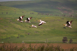 Pelicans / Israel