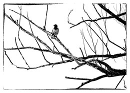 ворона / На сухую ветвь опустилась под вечер ворона — осенний сумрак (Мацуо Басё)