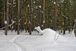 СНЕЖНЫЕ ЗАНОСЫ В ЛЕСУ / ВЕСНА НАСТУПАЕТ