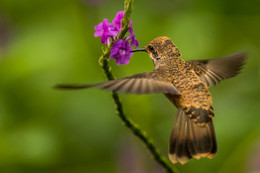 Хочу нектар / Перу .Колибри
