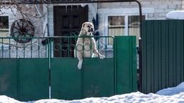 Осторожно! Злая собака! / Собаки бывают кусачими, только от жизни собачьей. Только от жизни собачьей,собаки бывают кусачими.