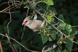 Синешапочная птица-мышь / Синешапочная птица-мышь ( Urocolius macrourus)