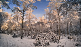 Лесными тропами / Зимний лес