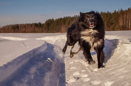 Чёрная собака на белом снегу / Чёрная собака на белом снегу