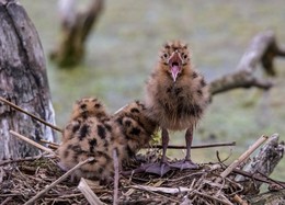 крикливый малыш / птенец озерной чайки