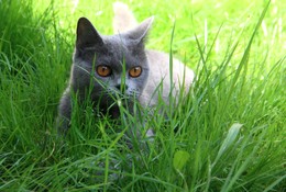В засаде / Шерлиз - британская кошка, одна из моих постоянных фотомоделей)