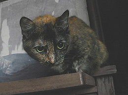 Туся в старости / Старые кошки умней многих людей, особенно в наше время