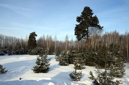 Сосны и берёзы. / ***
