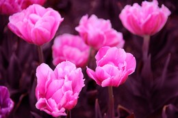 Тюльпаны / Больше фото по ссылке: http://steklo-foto.ru/photogellary