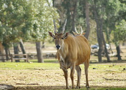Главный герой / Африканский парк Рамат-Ган, фотографировала антилопу,а получился Тянитолкай(увидела только на компе)