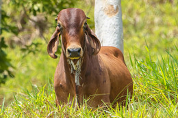 &quot;КРАСАВИЦА&quot;и &quot;МОДНИЦА&quot; / Перу.встреча в деревне инков с симпатичной коровой