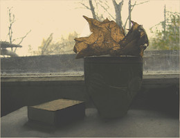 Перед окном (12) / Осень: тихое умирание