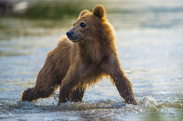 МОЛОДОЙ и ОСТОРОЖНЫЙ / работа с медвежатами в дикой природе