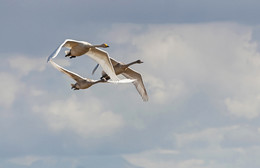 Пилотажная группа &quot;Гуси-лебеди&quot; / Осенью в Монголии.