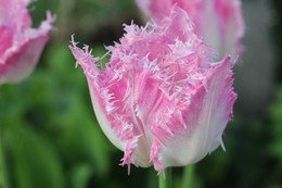 Тюльпан / Нежный тюльпанчик