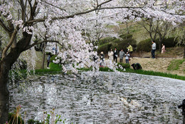 Любование весной. / Цветение вишни.