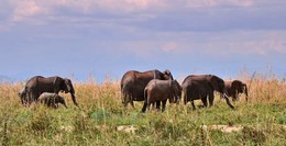 Взрослые уводят слонят от развлечений / В заповеднике Танзании, слоны стараются избегать встречи с туристами и их развлечениями, которые нередко приводят к трагедиям и гибели детей!