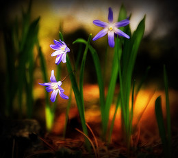 &nbsp; / О пролесках