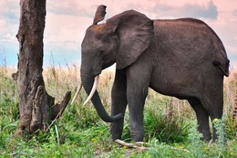 Разъярённый слон / Слон разбушевался, хлопал ушами и бил себя хвостом, когда мы очень близко подъехали к нему и его сородичам в национальном парке Микуми в Танзании.