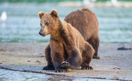 "РЫБАК" / медведи...их быт и жизнь в дикой природе