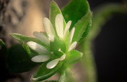 Микроскопический цветок белой мокрицы... / ***