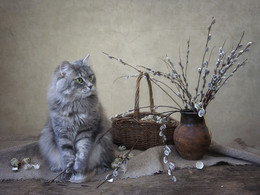 Какие &quot;котики&quot; без котика? / Котиками в Беларуси называют пушистые цветы вербы