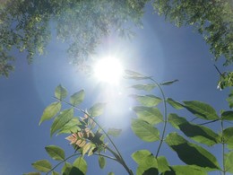 В лучах солнца / Снимала в солнечный день, немного притаившись в тени листвы.