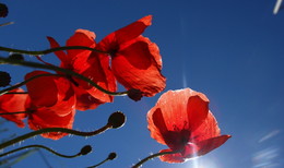 В лучах солнца / Просто солнышко вдруг заглянуло,
В мрачный мир мой тревог и забот,
Нежным лучиком в сердце кольнуло
Растопит может солнышко лед?
/Малаев А./