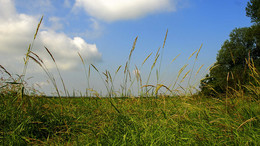 Травы,травы... / Заливной луг