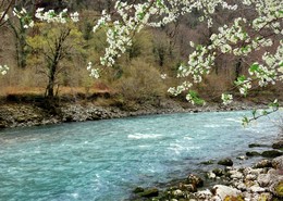 Зацвела вишня над горной рекой Бзыбь / Зацвела вишня над горной рекой Бзыбь в Абхазии