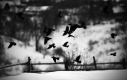 птицы / зима