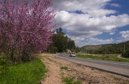 цветущий март / март в Израиле, 70 км от Тель-Авива, рукотворный лес